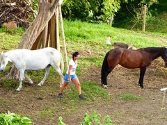 5Paarden fluisteren