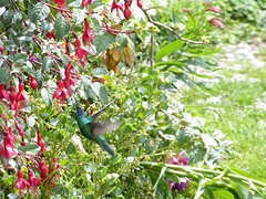 Hummingbird