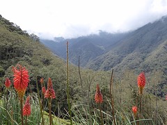 bloem