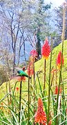 hummingbird2