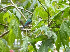 Hummingbird3
