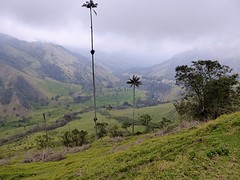 vallei