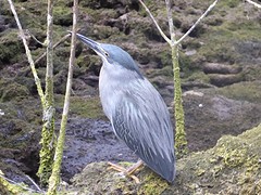 grijze vogel