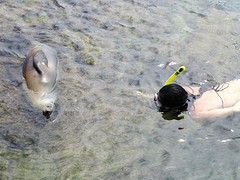 Snorkelen