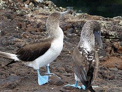 Bluefooted boobies (2)