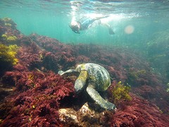 Schildpad