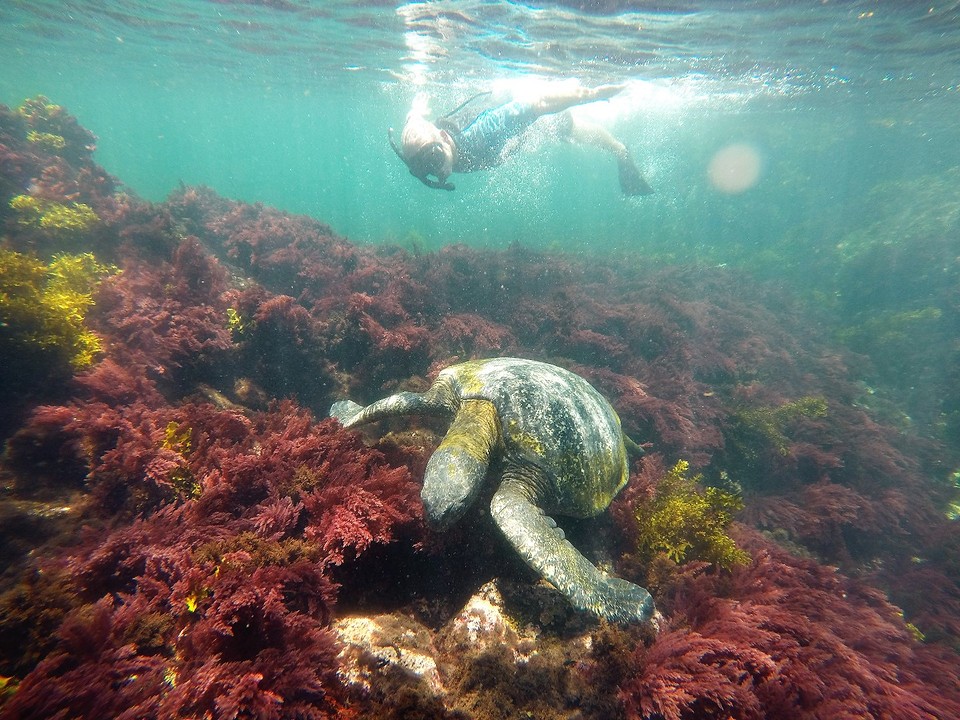 Schildpad