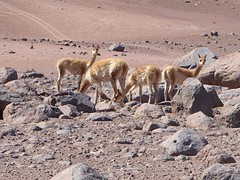 Vicuna