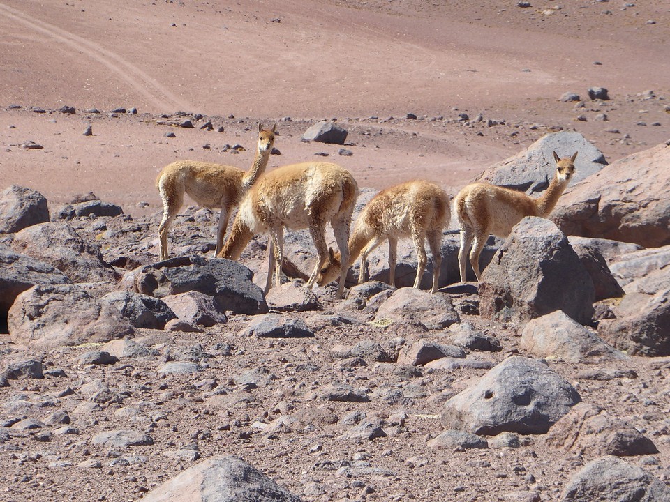 Vicuna