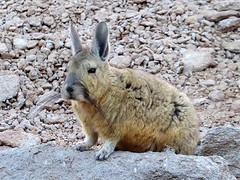 Viscacha