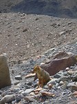 DSC00946