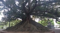 Oude boom