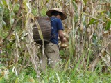Vietnamese boer