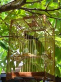 Vreemde vogel