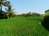 Balinees groen
