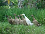 Balinese eenden