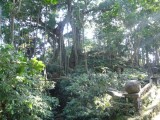 Monkey forrest