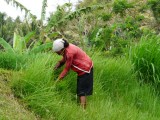 Balinese boerin