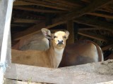 Balinese koe