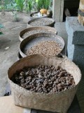 Luwak koffie
