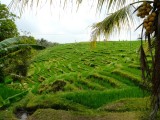 Omgeving Ubud