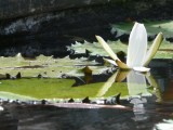 Waterlelie
