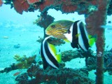 ._.Banner Fish_