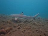 Black tip reefshark