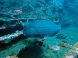 Bumphead parrotfish