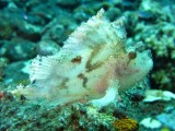 Leaffish