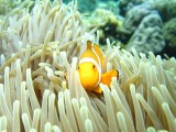 Nemo