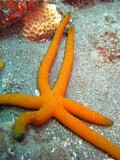 Zeester