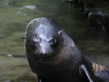 Zeehondenpup
