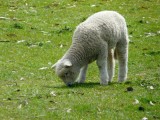 Veel lammetjes