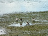 Eendjes