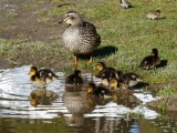 Lente in Nieuw Zeeland