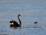 Black Swan