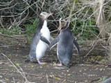 Pinguin meeting