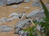 Poseer pinguin