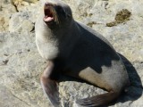 Boze zeehond (Shagpoint)