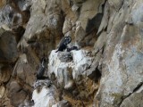 Shag nest
