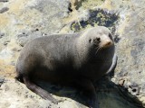 Zeehond (seal)