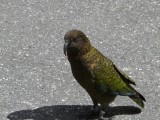 Kea