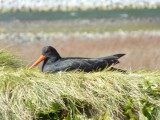 Nest