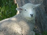 Lief