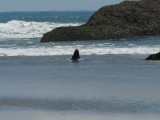 Zeehond am See