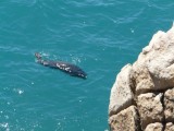 Zeehond in actie