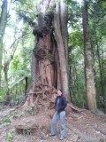Grote boom