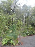 Mystiek bos