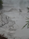 Mud pools Wai-o-tapu